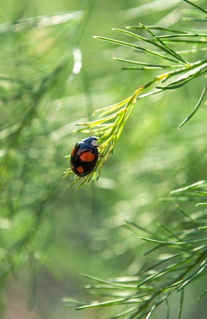 Una coccinella su un ramo con foglie verdi