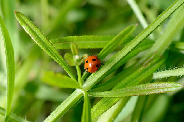 Una coccinella su una foglia verde