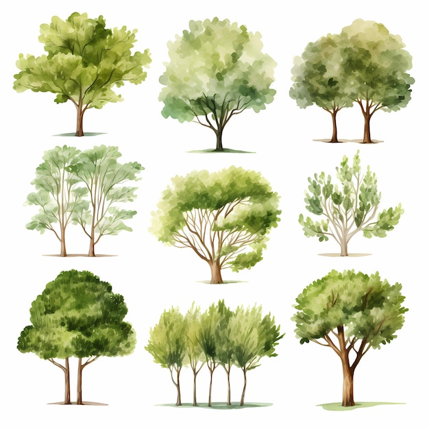 Una collezione di alberi tra cui uno degli alberi.