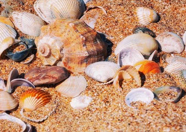 Una collezione di conchiglie è sulla spiaggia