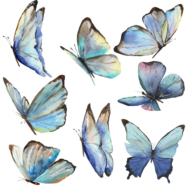 una collezione di farfalle con diversi colori e colori