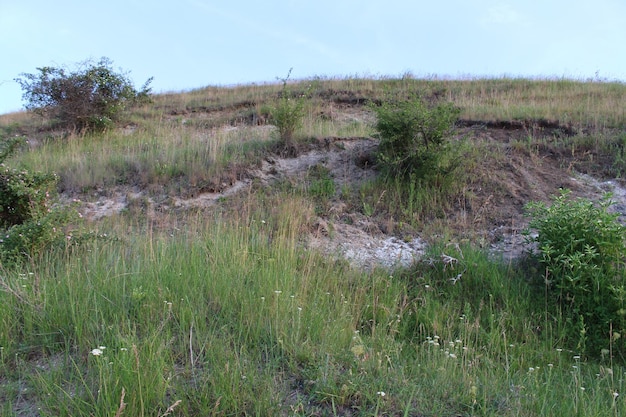 Una collina erbosa con piccoli cespugli