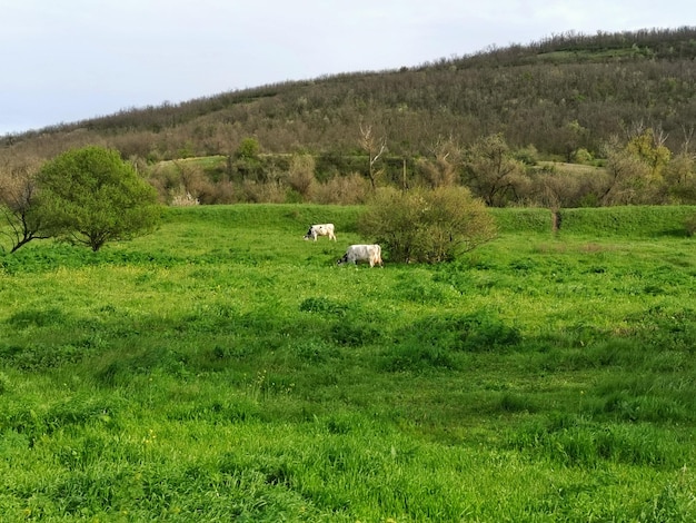 Una collina sullo sfondo