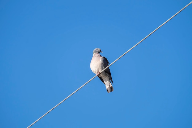 Una colomba appollaiata su un filo elettrico con uno sfondo di cielo blu senza nuvole