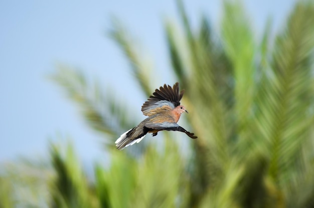 Una colomba ha sorvolato le verdi palme Egitto Sharm El Sheikh