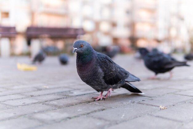 Una colomba selvatica di colore grigio è un piccione selvatico su una piazza lastricata in autunno Ci sono molti uccelli intorno alla casa