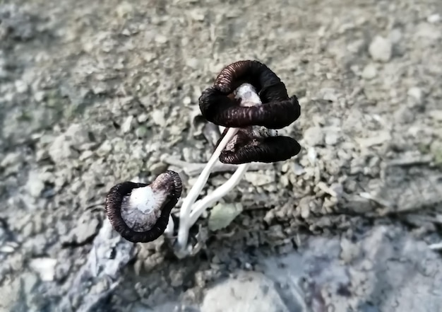 Una colonia di funghi tossici neri con fondo fangoso.