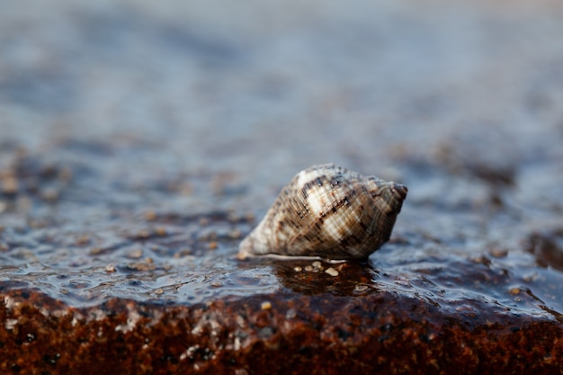 Una conchiglia si è seduta su una roccia sulla spiaggia