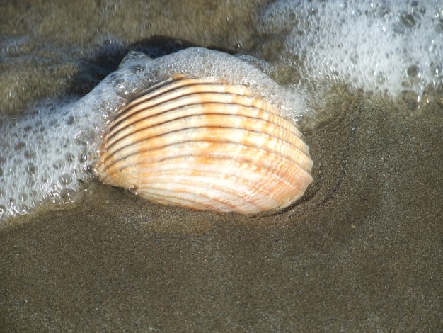 Una conchiglia sulla spiaggia