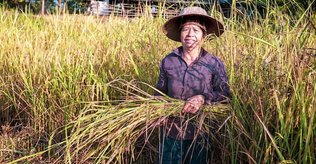 Una contadina asiatica anziana che raccoglie riso in un campo di piante di riso in giallo dorato nelle zone rurali
