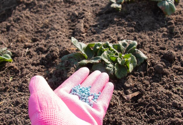 Una contadina con un guanto di gomma rosa applica fertilizzanti chimici ai giovani cespugli di fragole durante la loro fioritura nel giardino per un miglior raccolto