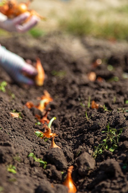 Una contadina pianta cipolle nel suo giardino Messa a fuoco selettiva