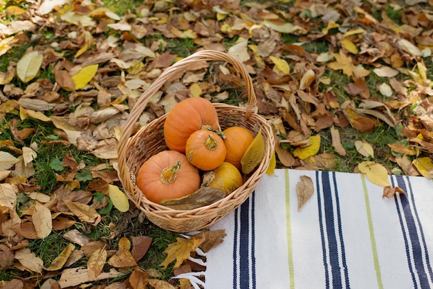 Una coperta e un cesto con zucche in autunno nel parco su foglie gialle cadute