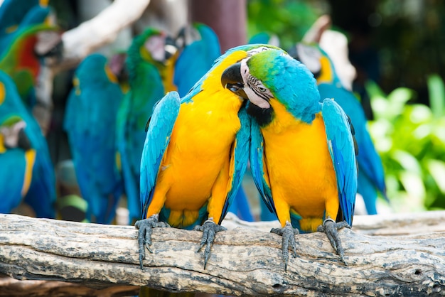 Una coppia di are blu e gialle che si appollaiano al ramo di legno nella giungla. Uccelli colorati macaw nella foresta.