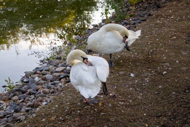 Una coppia di cigni bianchi pulisce le piume sulla riva del lago