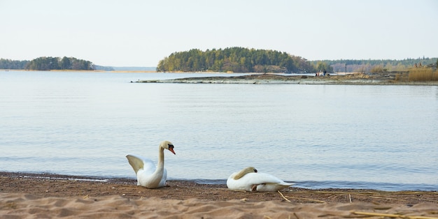Una coppia di cigni riposano sulla riva sabbiosa del Mar Baltico.