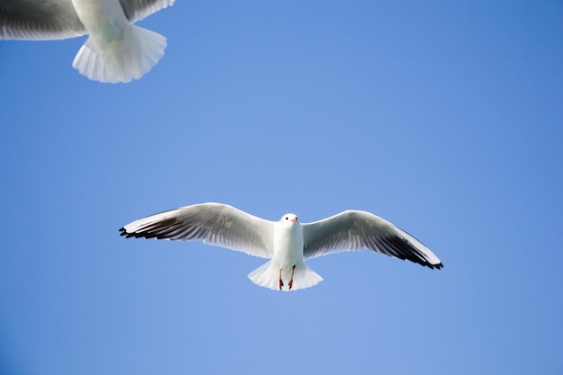 Una coppia di gabbiani che volano nel cielo sopra le acque del mare