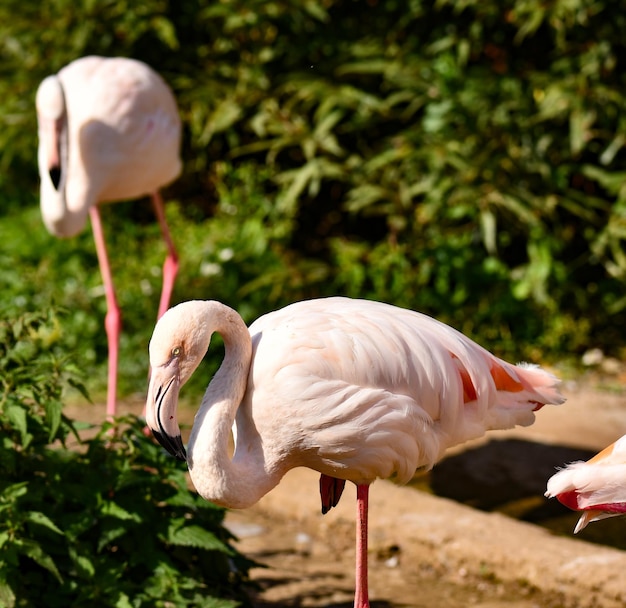 Una coppia di innamorati fenicotteri rosa che camminano sul lago