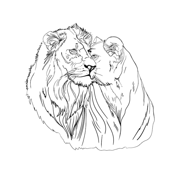 Una coppia di leoni e leonesse Illustrazione di moda di predatori animali africani realistici