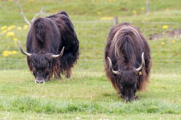 Una coppia di Yak (Bos grunniens) al pascolo