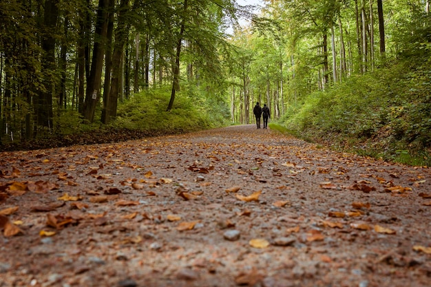 Una coppia innamorata passeggia lungo il vicolo in un bellissimo parco autunnale