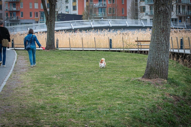 Una coppia un uomo e una donna che camminano con un cane sull'erba verde