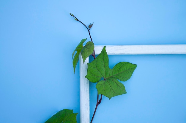 Una cornice bianca con sopra una foglia verde