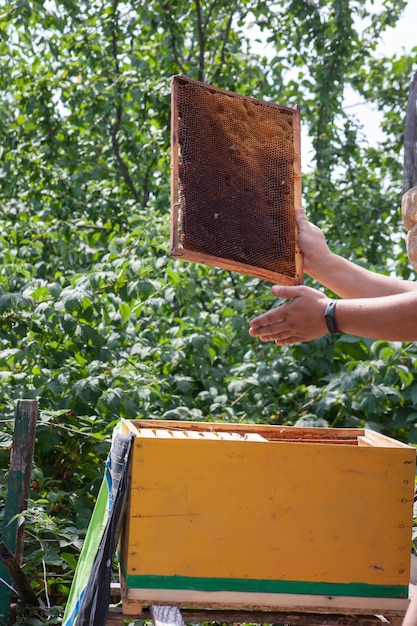 Una cornice con favi scuri nelle mani di un apicoltore vicino a un alveare