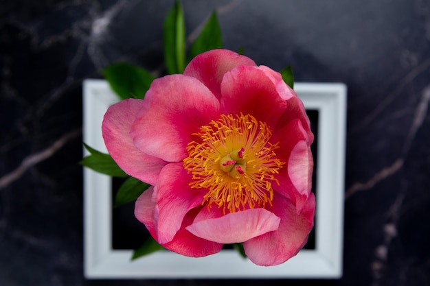 Una cornice di legno bianca si trova su uno sfondo scuro fiori al centro di un primo piano di un grande pe rosa