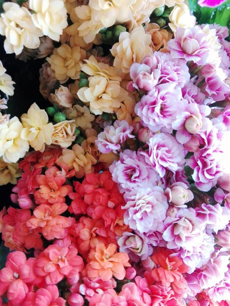 Una cornice piena di fiori rosa