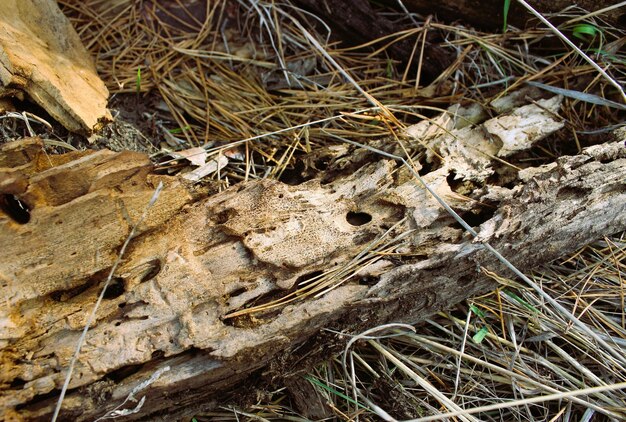 Una corteccia invecchiata con buchi lasciati dai coleotteri boschivi in una foresta