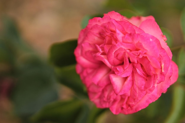 Una delicata rosa si nasconde all'ombra degli alberi del giardino botanico