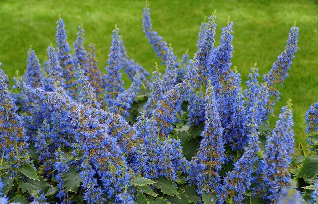 Una diffusione della pianta coleus a fiori blu brillante della specie Plectranthus