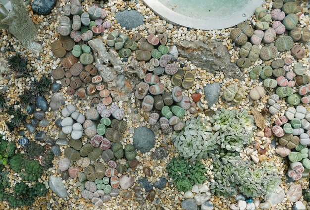 Una diffusione della pianta Lithops conosciuta anche come le pietre viventi