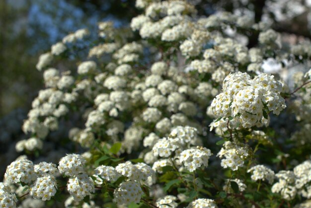 Una dispersione di fiori bianchi Spirea Vangutta o olmaria Il concetto di vacanza primavera amore pace Carta Sfondo