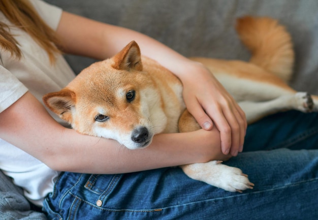 Una donna abbraccia un carino cane rosso shiba inu sdraiato in grembo a casa da vicino