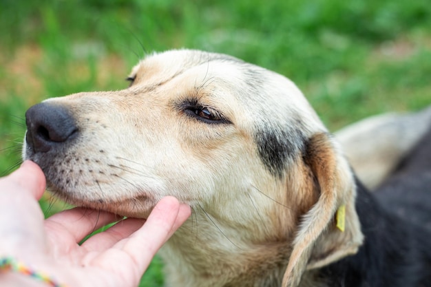 Una donna accarezza la testa di un amichevole cane da cortile Amicizia tra uomo e cane