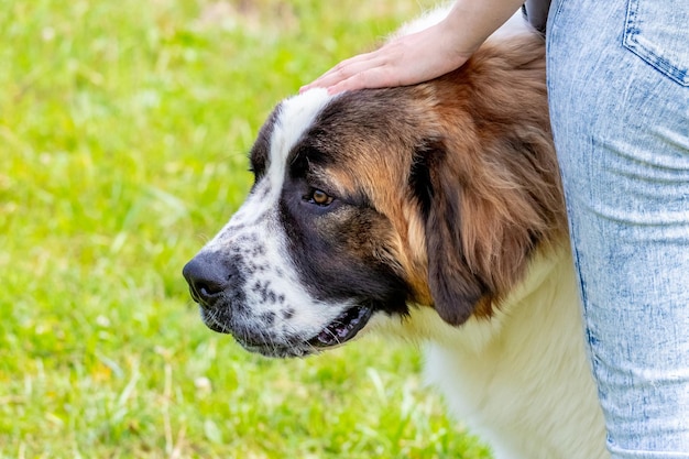 Una donna accarezza sulla testa un grosso cane da guardia di Mosca