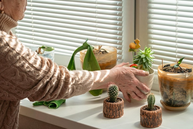 una donna anziana pulisce la polvere sul davanzale spostando vasi di fiori