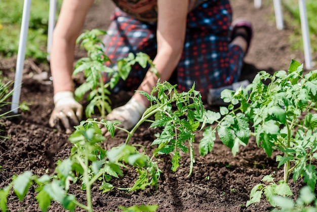 Una donna anziana sta piantando piantine di pomodoro nel suo orto nel villaggio