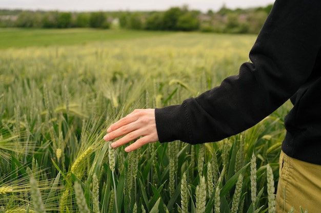 Una donna attraversa un campo e tocca il grano verde il concetto di agricoltura biologica il valore della coltivazione di prodotti alimentari