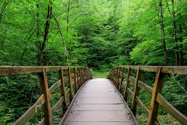 Una donna attraversa un ponte sospeso nella foresta