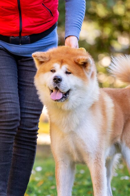 Una donna cammina con un cane Shiba Inu in un parco autunnale