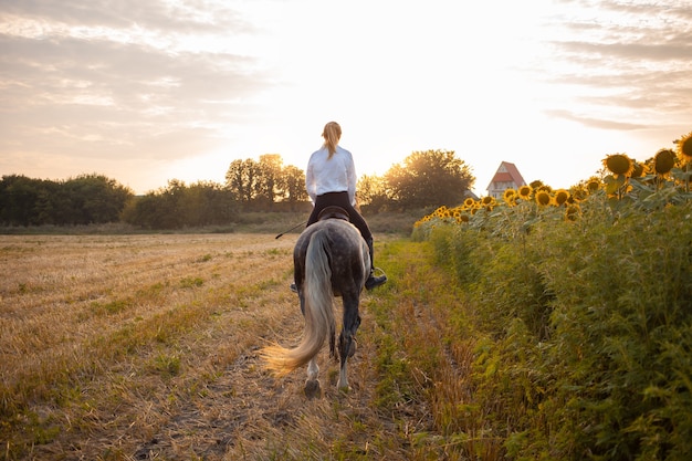 Una donna cavalca un campo a cavallo al tramonto. Allenamento sportivo, equestre, passeggiate, noleggio e vendita di cavalli, ranch, munizioni. Bellissimo sfondo. amore e amicizia per l'animale, cura. la libertà