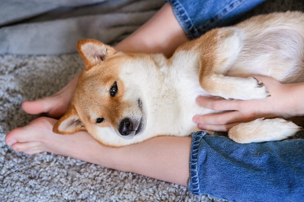Una donna che accarezza un carino cane rosso shiba inu sdraiato sui suoi piedi in primo piano