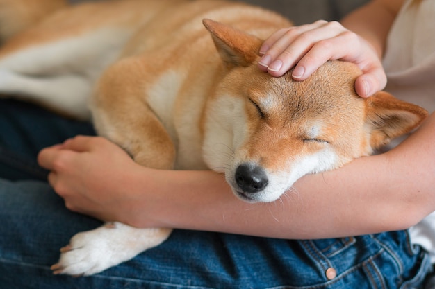 Una donna che accarezza un simpatico cane rosso Shiba inu che le dorme in grembo Primo piano Vista frontale