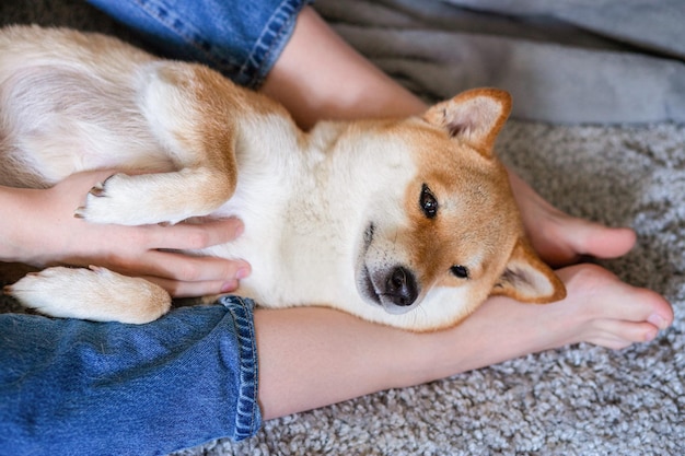 Una donna che accarezza un simpatico cane rosso Shiba inu sdraiato sui suoi piedi Primo piano