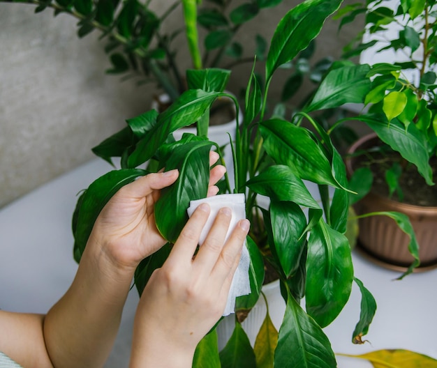 Una donna che pulisce la polvere domestica dalle foglie delle piante d'appartamento con un panno morbido. Spathiphyllum in un vaso bianco.