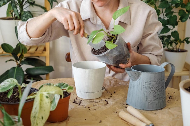 Una donna che rinvasa la pianta d'appartamento di epipremnum al neon di scindapsus dal terreno rinfrescante del vaso di fiori temporaneo