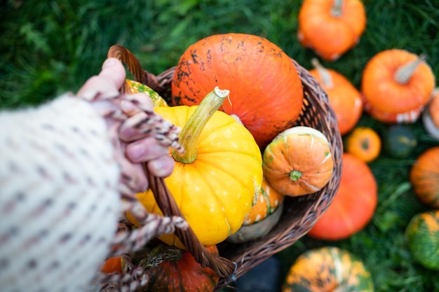 Una donna che tiene zucche decorative autunnali Ringraziamento o concetto di raccolta delle vacanze di Halloween